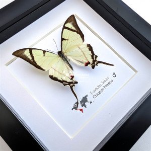 Mexican kite swallowtail